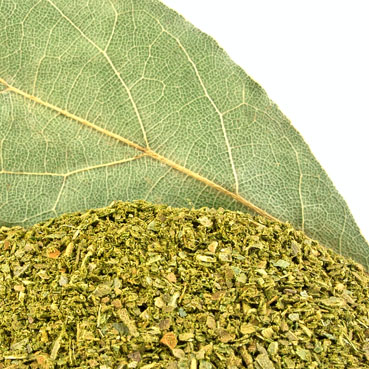 Alloro (Laurus nobilis)