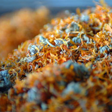 Calendula