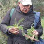 gole-tiberio_18