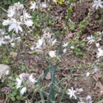 gole-tiberio_28