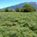 sagra_verdure_isnello_03