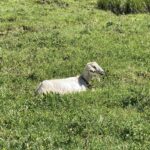 sagra_verdure_isnello_04
