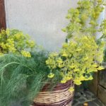 sagra_verdure_isnello_05