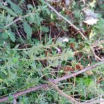 petralia-ott-24_06