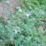petralia-ott-24_16
